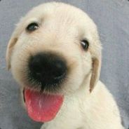 强力雪崩前的第一片雪花