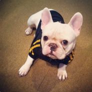 癞蛤蟆想吃炖大鹅