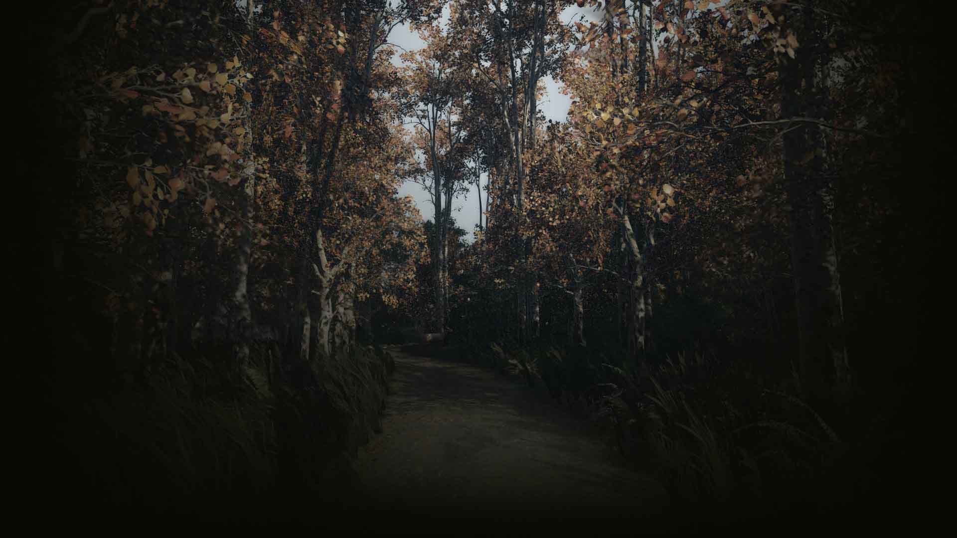 summer forest (个人资料背景)