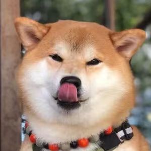想当狗托