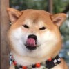 想当狗托