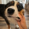 罗罗斯q