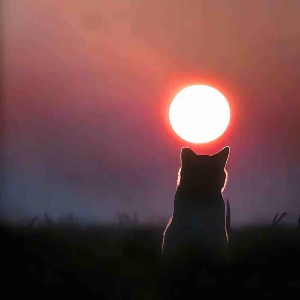 情绪停留夏天
