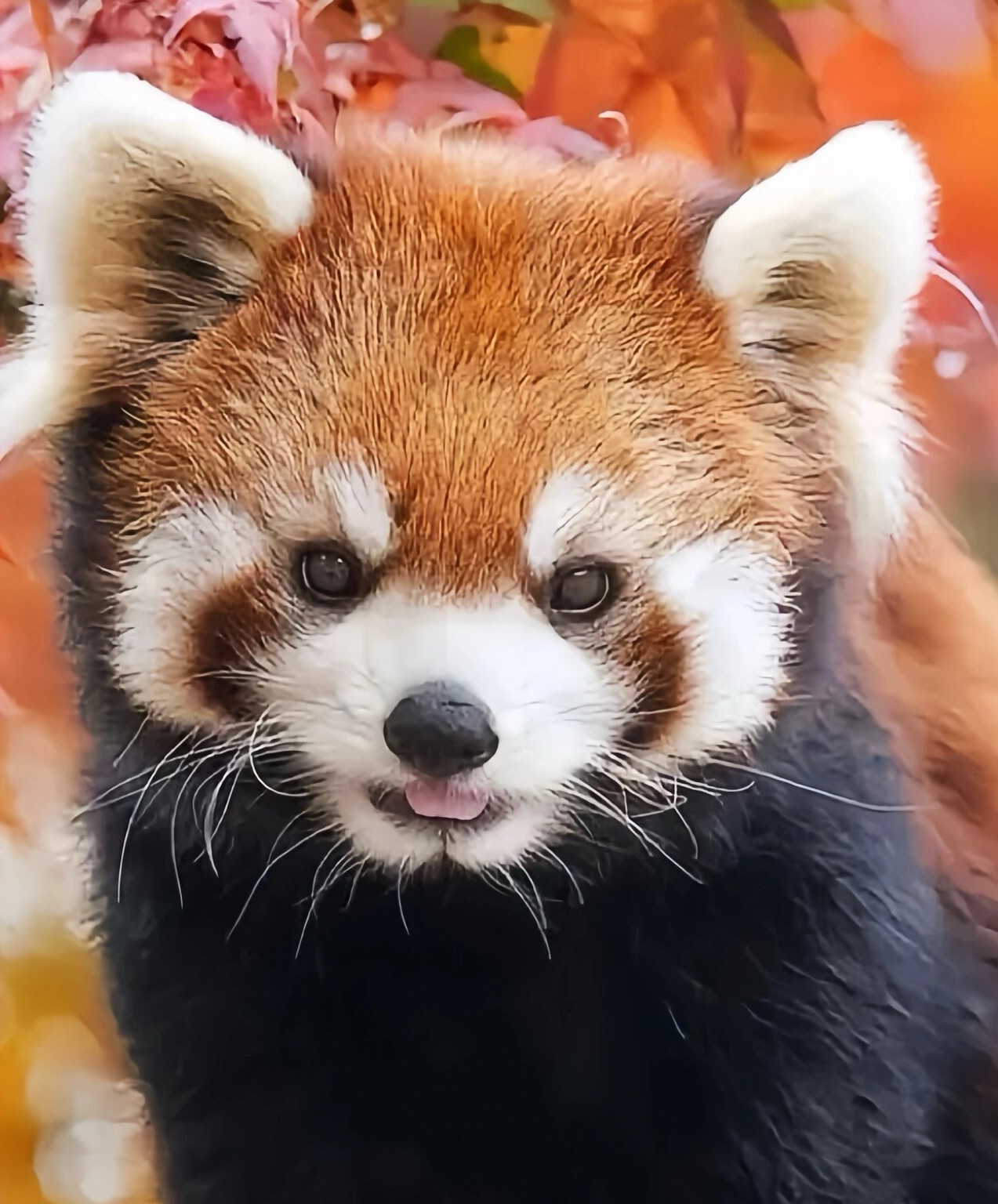 走走停停