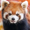 走走停停