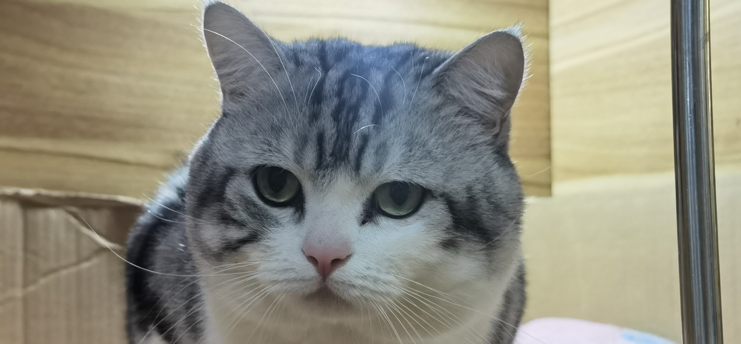 美式不加糖