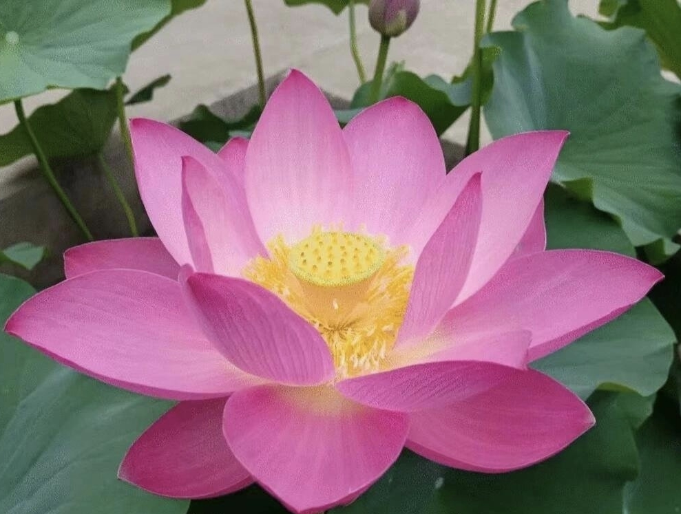 哎无语啊