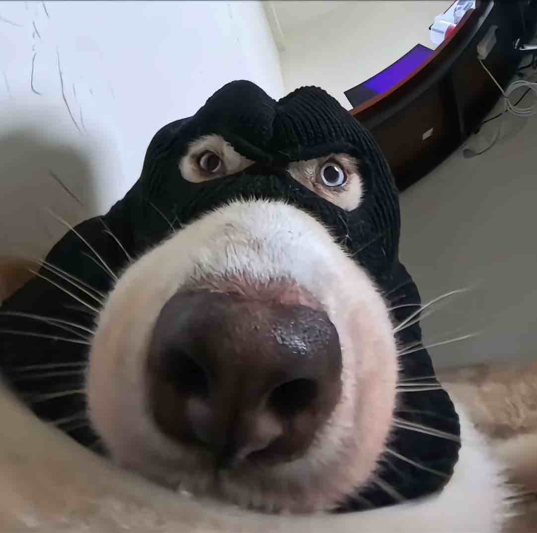 提莫vov