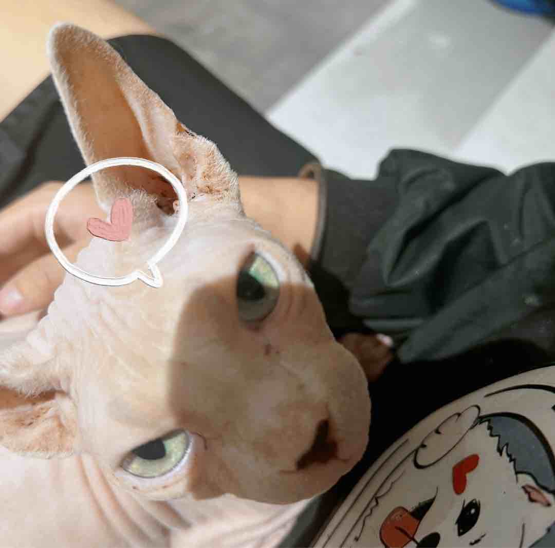 不知名小咪
