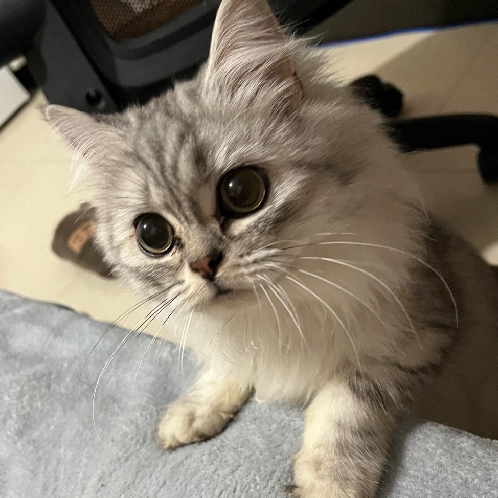 大牛王航