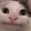 猫猫厨qwq