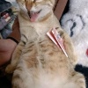 艾露猫咪