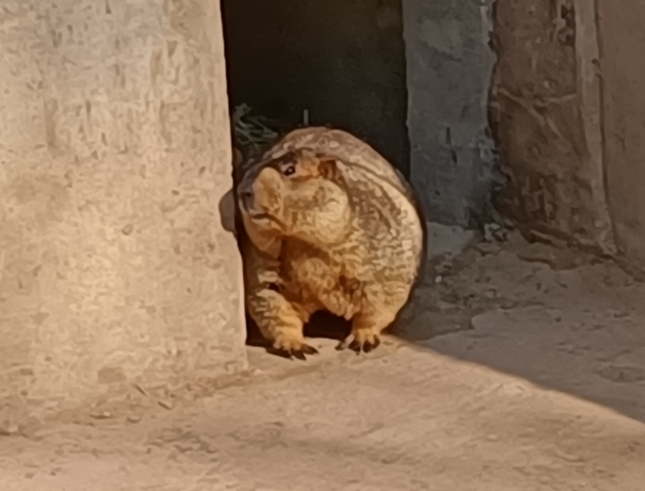 爪子刀来一个秋梨膏