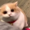 渐近线嘻