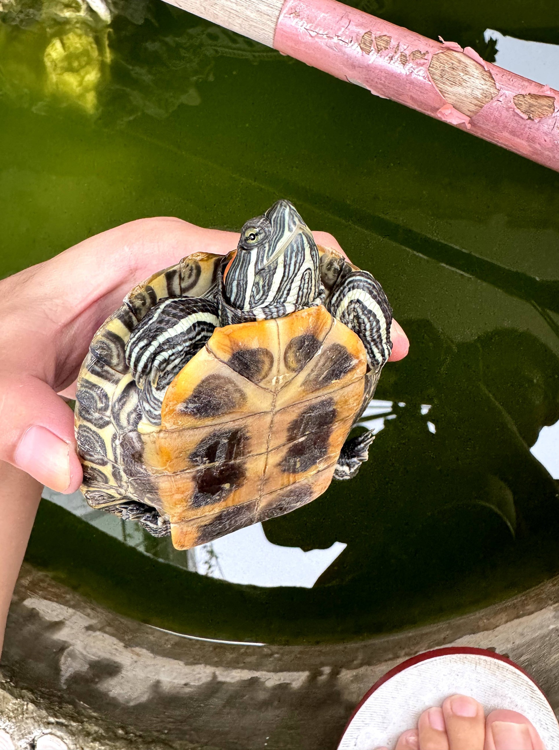 改你妹的名改改改