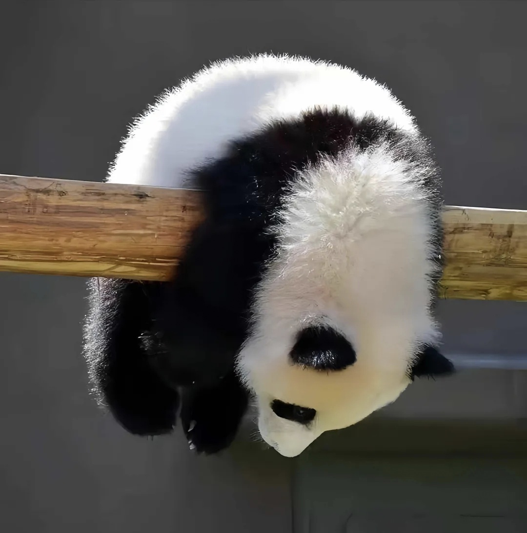 月亮不曾奔我而来