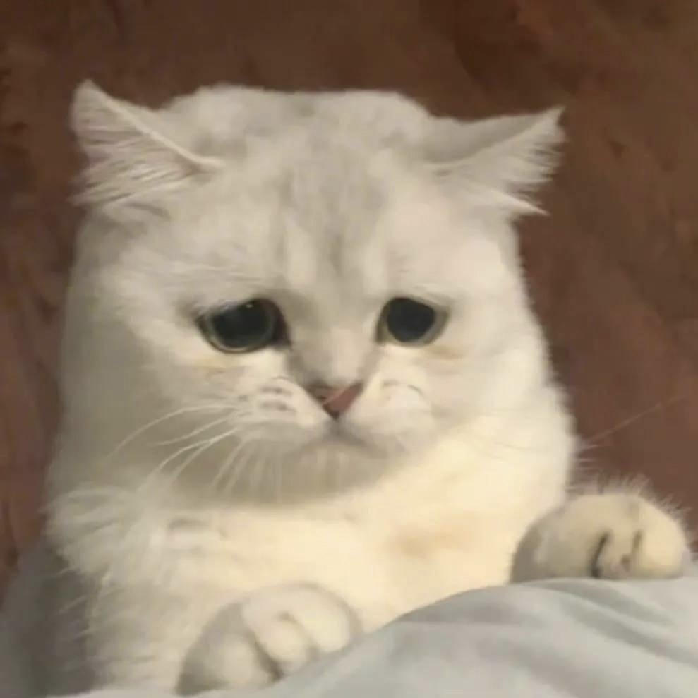 小熊冰激淋
