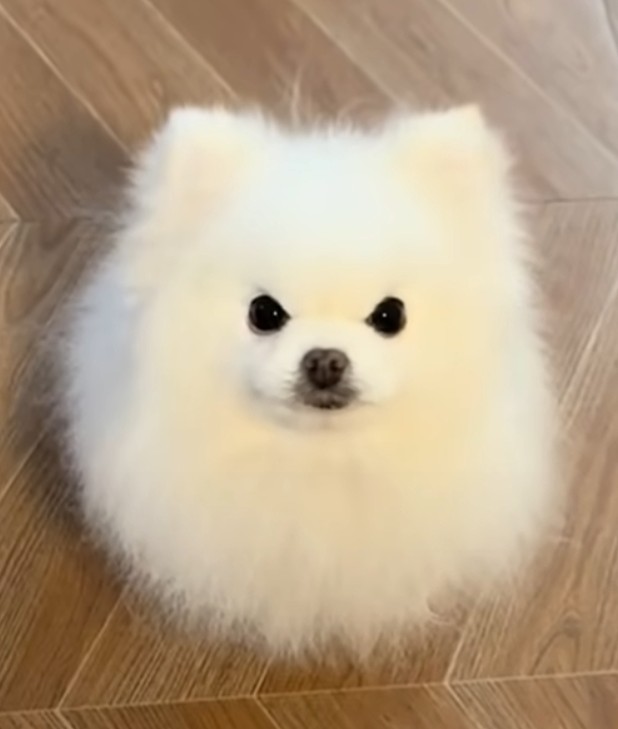 风流才子唐伯虎
