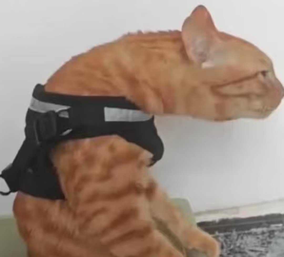 喵桑秒发