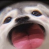 恩希电电