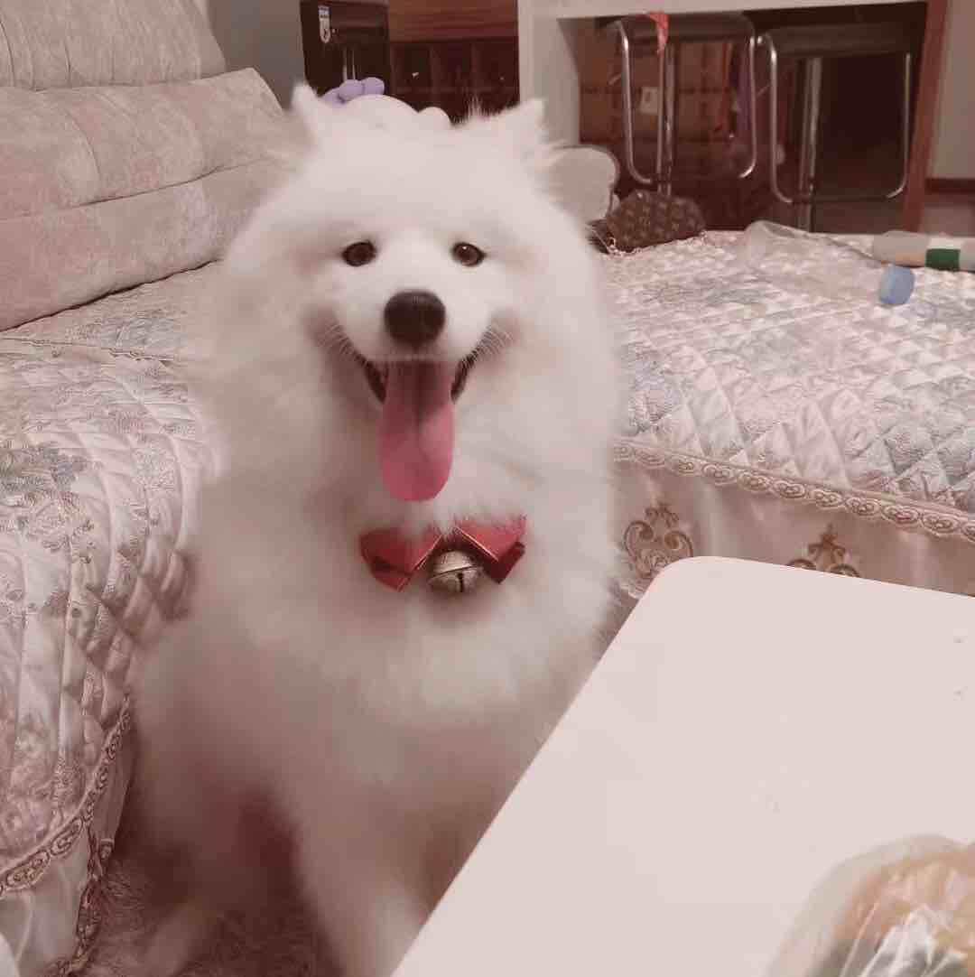 小白uv