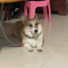 小葵--