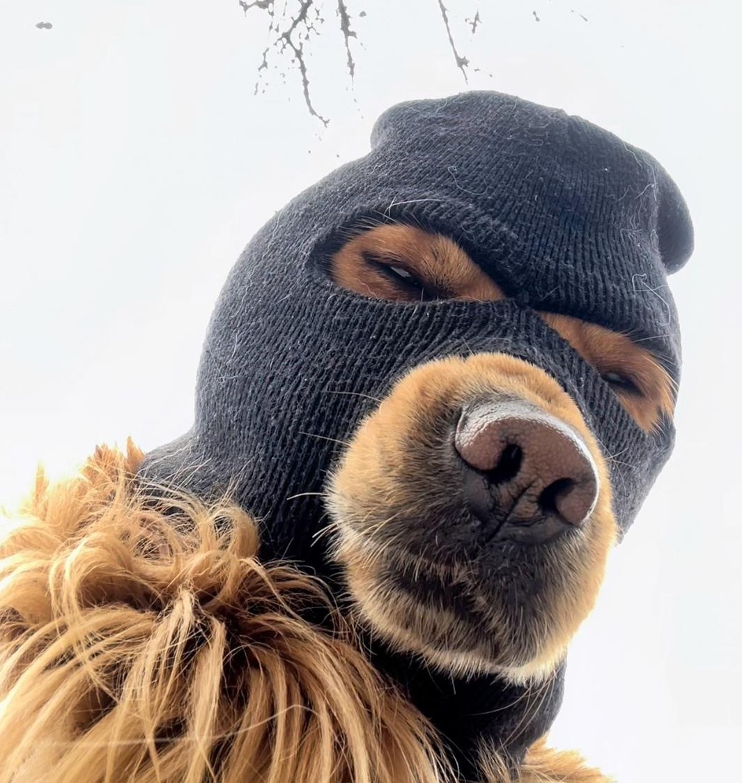 我不爱吃豆撅子