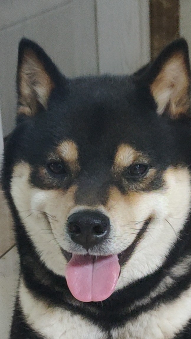 我也秒发