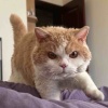 云宴三花猪