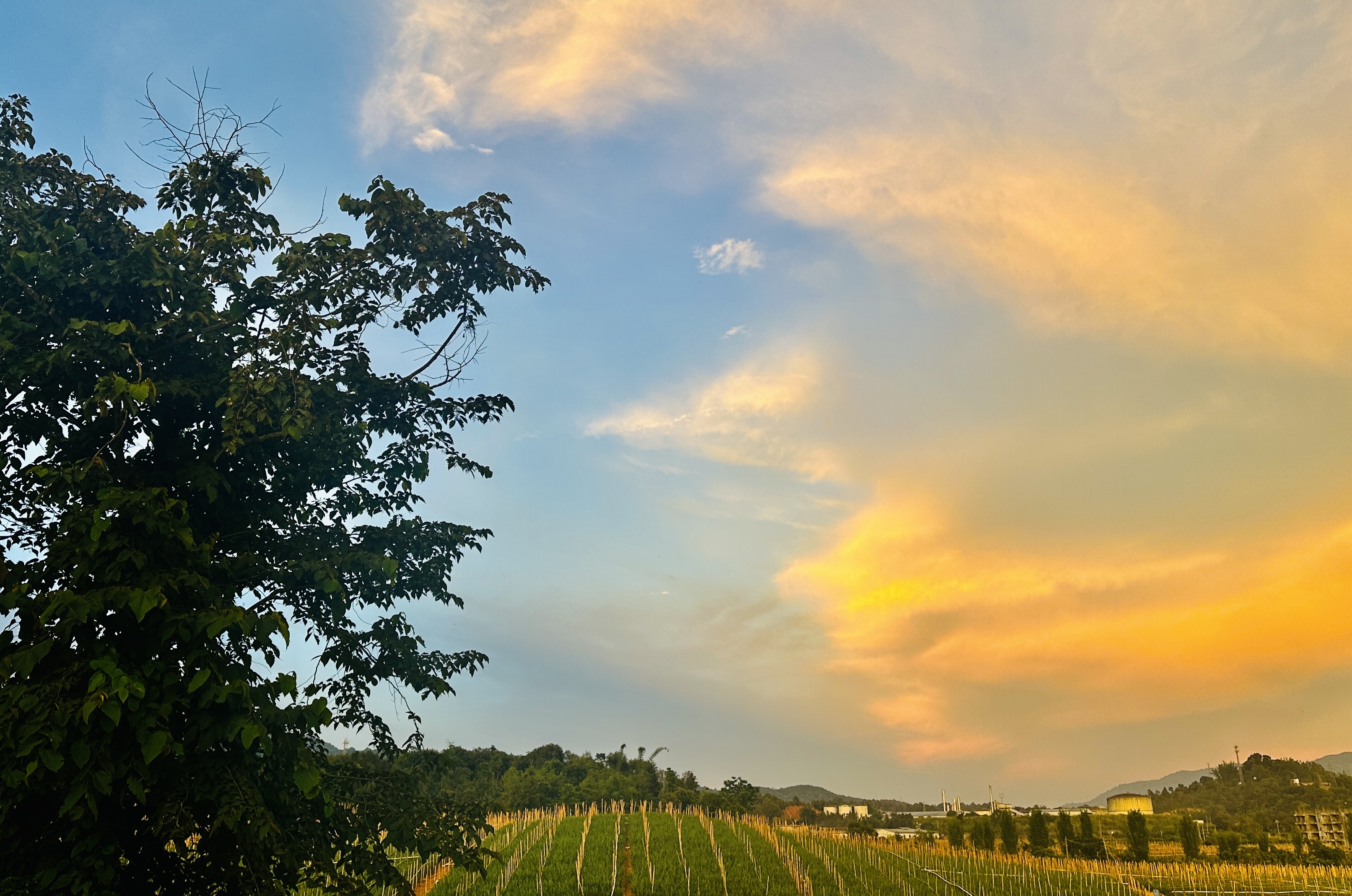 你鸭他啊他鸭你你们都是大寒皮