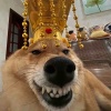 裤衩没拉链