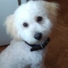Teddy