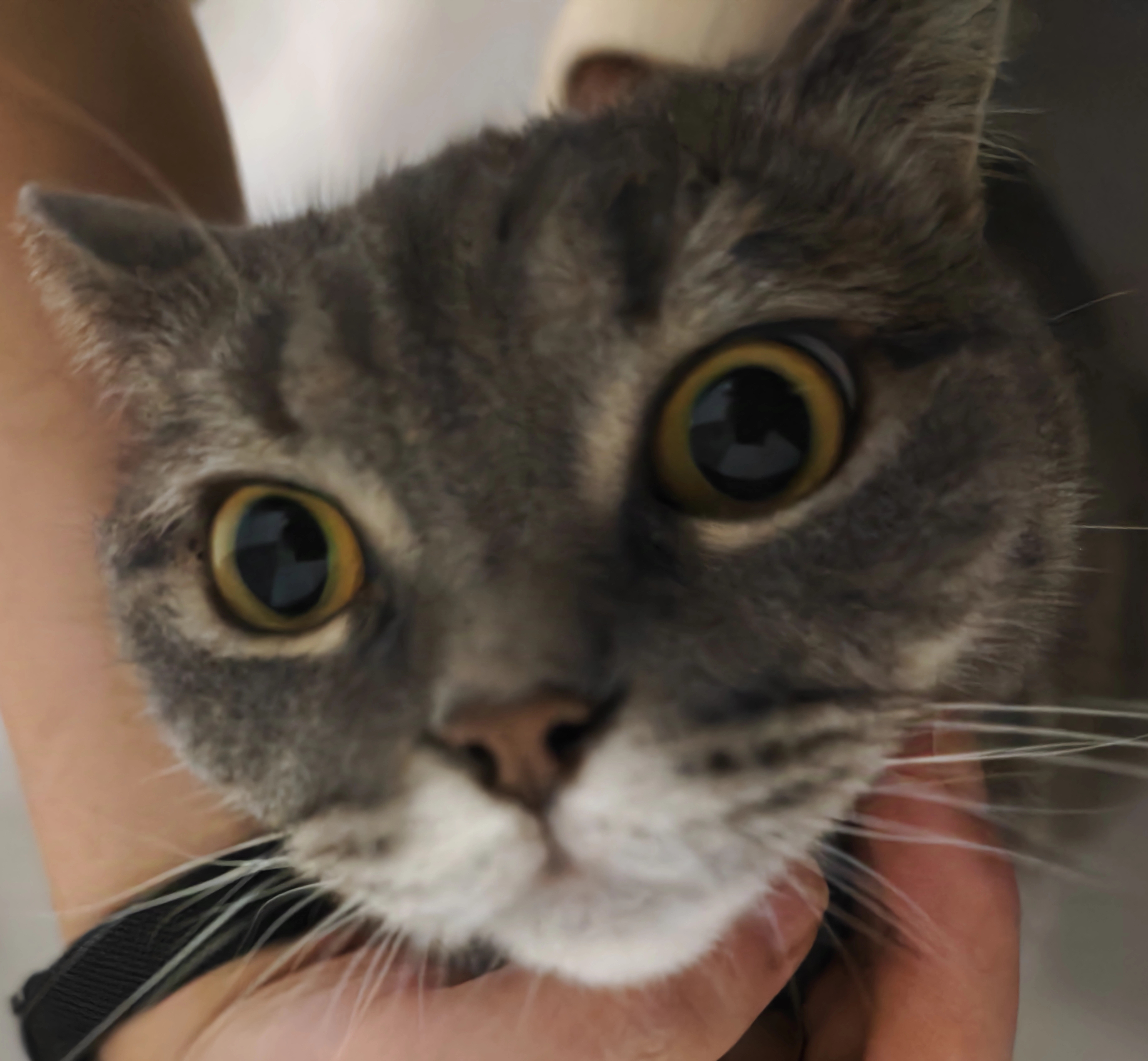 我想打上海major