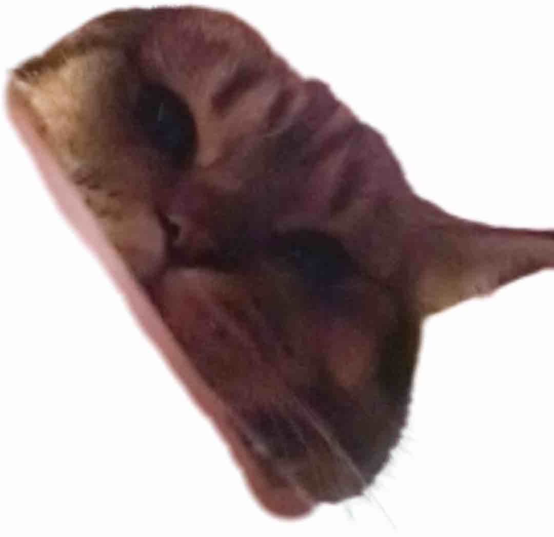 玩家974936542553567232