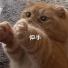 我儿子叫熊大