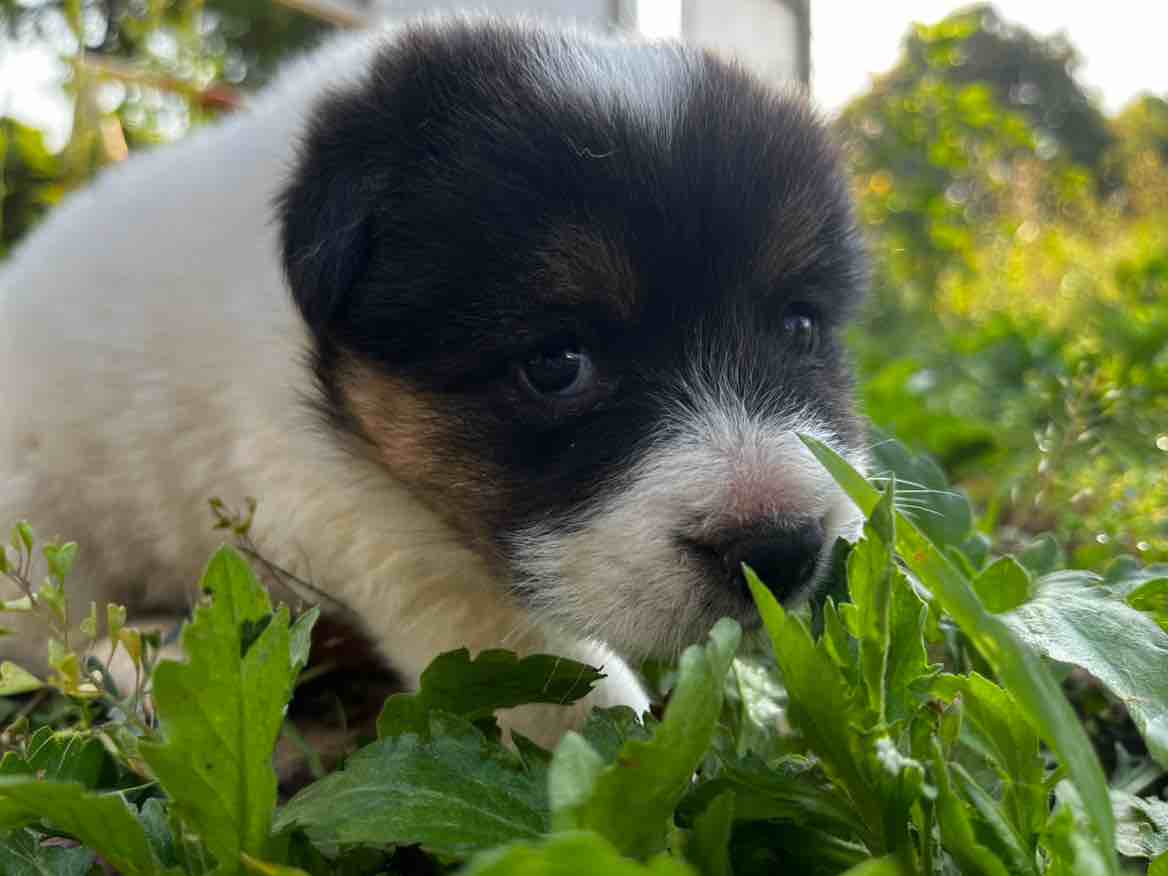 Django