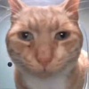 冷面艾露猫
