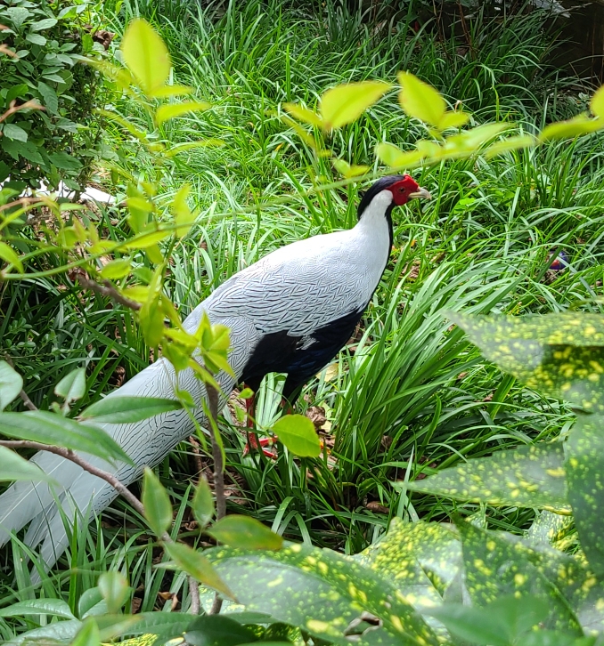 烟花，易冷