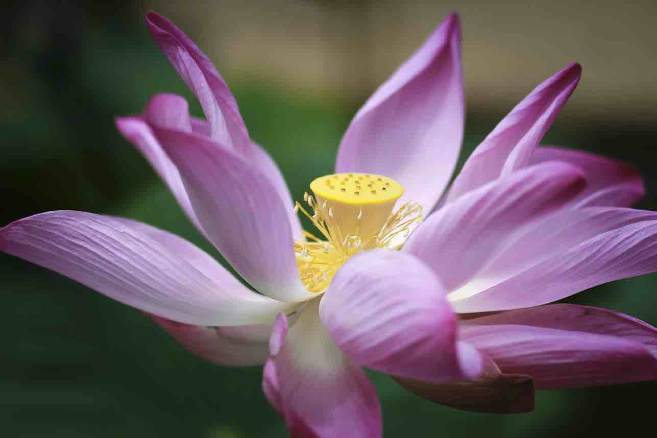 好运莲莲