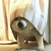 讨厌吃海苔