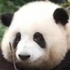 秋风去兮