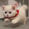 轩轩出货店