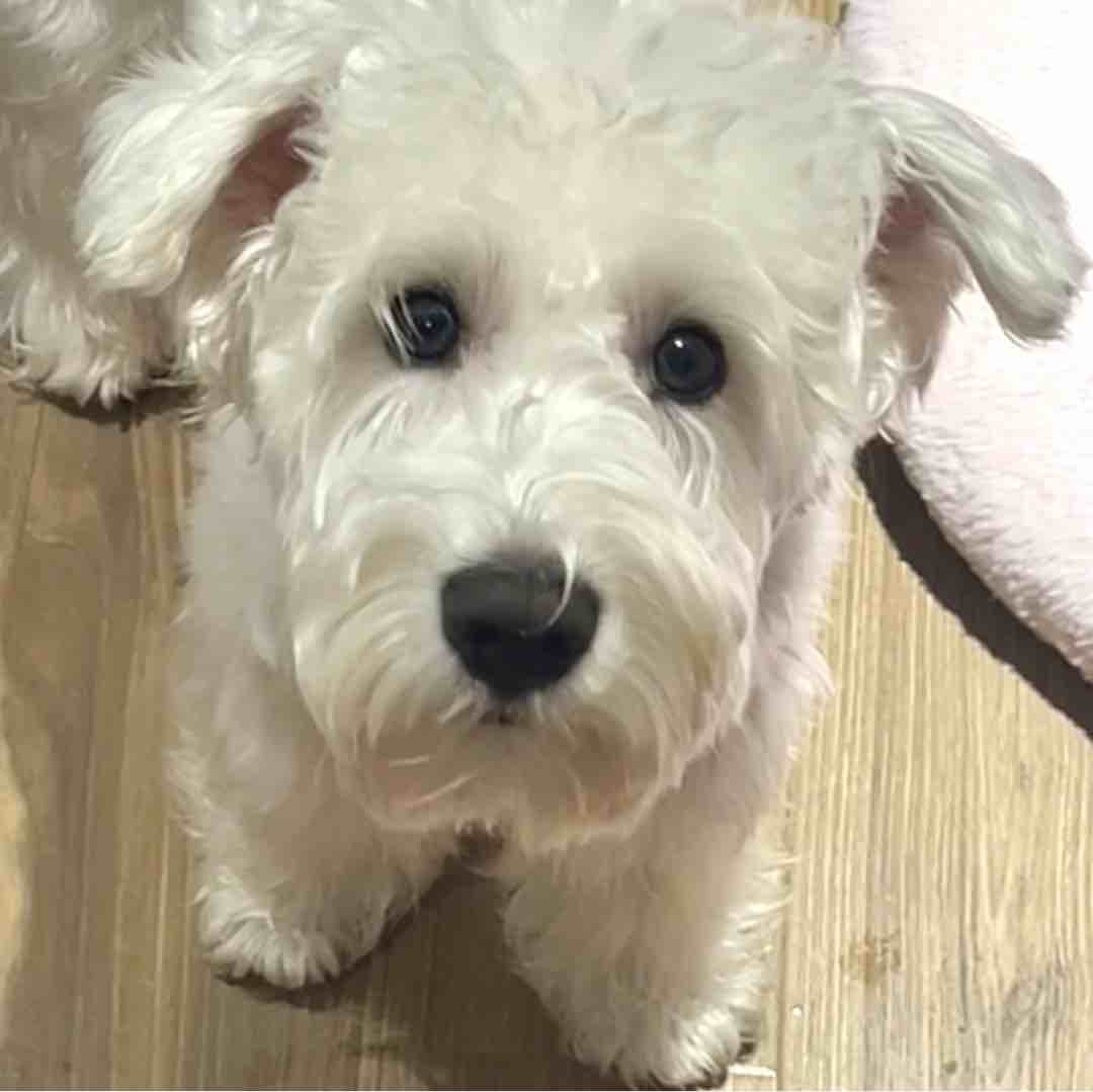 光速发货秒回留言