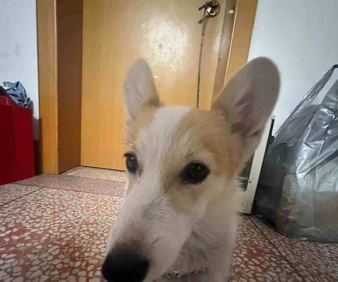 乐迪秒发