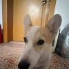 乐迪秒发