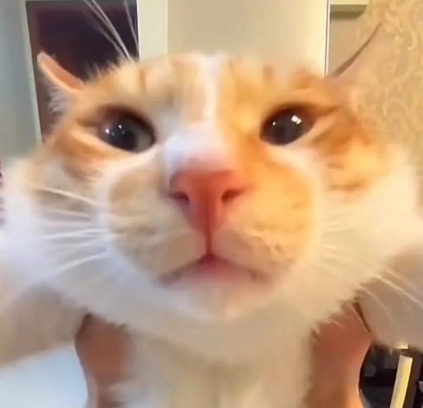 凑凑小猫
