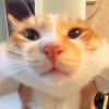 凑凑小猫