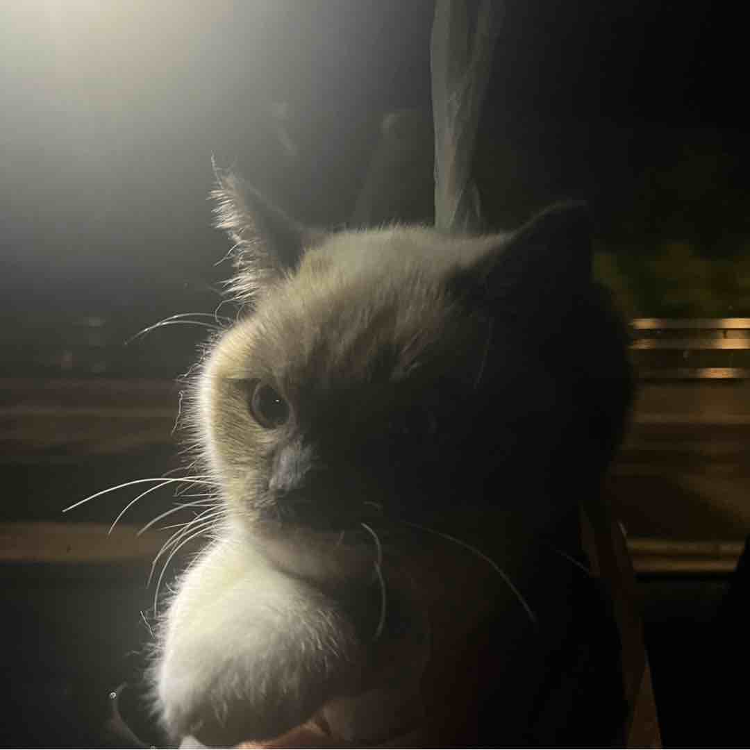 底价还砍马死