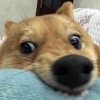 玩家1237507872739954688