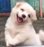 小狗铺子